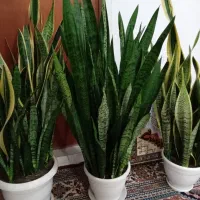 ۳ عدد گل سانسوریا به همراه گلدان