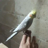 جفت عروس هلندی دستی سخنگو|پرنده|لنجان, |دیوار