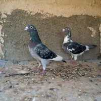 کفتر پلاکی