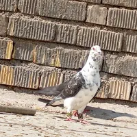 کبوتر سینه سفید|پرنده|شیراز, شاپورجان|دیوار