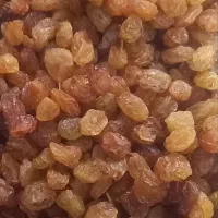 فروش کشمش عمده