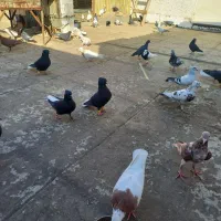 فروش کفتر
