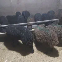 بره وزن ۳۵ تا ۴۰ کیلو تضمینی|حیوانات مزرعه|هشتگرد, تهران دشت|دیوار