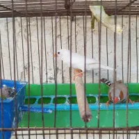 ماده فنچ|پرنده|باوی, |دیوار