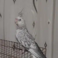 عروس مرواریدی وایت فیس