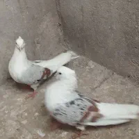 کبوتر خوشونه