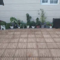 گل فروشی|گل و گیاه طبیعی|خوی, |دیوار