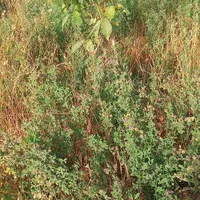 باغ گردو