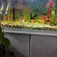 اکواریوم شیشه خم شرکتی