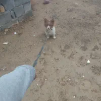 این سگ دزدیده شده|سگ|گلپایگان, |دیوار