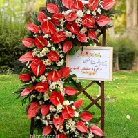 گل نمایشگاهی بین المللی سئول ایران مال شهر آفتاب|گل و گیاه طبیعی|تهران, امانیه|دیوار