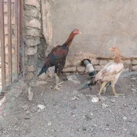 لاری|حیوانات مزرعه|مشهد, کوی پلیس|دیوار