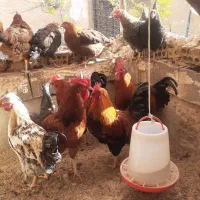 تخم مرغ محلی تازه ودرشت وخروس محلی