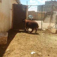 فروش میش بومی با بره