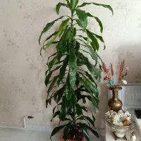 گل دراسینا دو عدد معاوضه با ارکیده