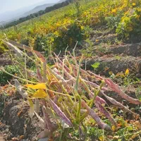 لوبیا چیتی
