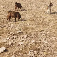 بزغاله|حیوانات مزرعه|بوکان, |دیوار