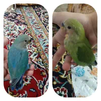 دوعددکوتوله.فروش فوری.قیمت مفت.