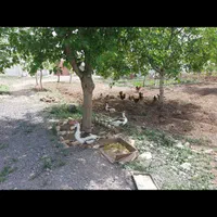 سرایدار باغبان چوپان دامدار کارگر ساده کشاورز|استخدام سرایداری و نظافت|تهران, جهاد|دیوار