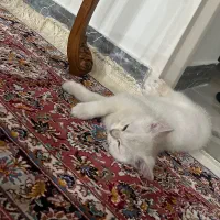 گربه بریتیش مو کوتاه