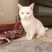 واگذاری بریتیش