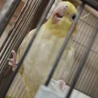 یه جفت عروس هلندی