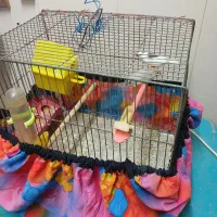 جفت فنچ هماده