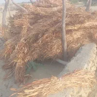 علف خشک حراج