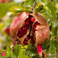 انار ترش یا انار کوه