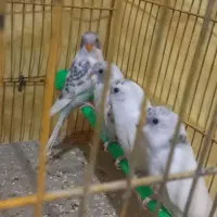 مرغ عشق جوان