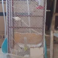 فنچ وخروس و جوجه و قفس|پرنده|بیرجند, |دیوار