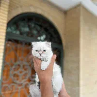 بچه بریتیش و اسکاتیش|گربه|شیراز, تاچارا|دیوار