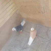 مرغ و خروس