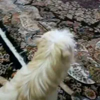 سگ گمشده (چهار سال پیش)|حیوانات|تهران, نارمک|دیوار