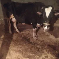 گوساله وگاو|حیوانات مزرعه|دورود, |دیوار