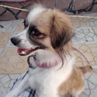 سگ پاکوتاه|سگ|سبزوار, کهنه آب|دیوار