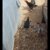 لاری مرغ سیاه جوجه لاری پنج شیش ماهه