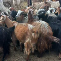 فروش بز  گوسفند|حیوانات مزرعه|تبریز, |دیوار