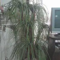 مانیتور