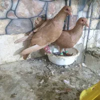 3 جفت زرد کرمونی
