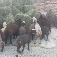 بره نر پای پروار