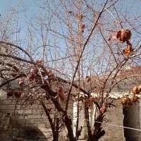 خانه-باغ-اجاری-سویت-خانوادگی