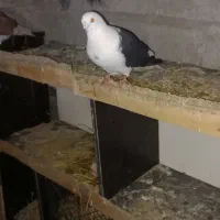 یک جفتکفتر دم چتر دو جفت زینتی چنتا پرشی ضمانتی|پرنده|رویان, |دیوار