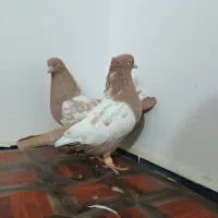 جفتگاه|پرنده|تربت جام, شاهد|دیوار