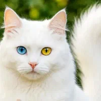 گربه پرشین