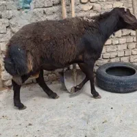 قوچ