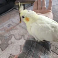 عروس هلندی لوتینو دست آموز و خانگی|پرنده|مشگین شهر, |دیوار