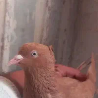 زرد کاکلی چشم و نوک سفید