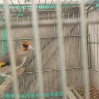 سهره|پرنده|شیراز, کوشک میدان|دیوار