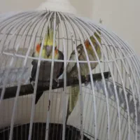 جفت عروس کار داده هم فروش هم معاوضه با قناری